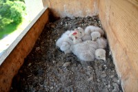 /album/fotogalerie/zival-jpg/