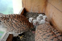 /album/fotogalerie/bastime-jpg/