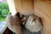 /album/fotogalerie/hladovci-jpg/