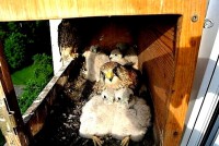 /album/a7-6-2013/zvedavci-jpg/