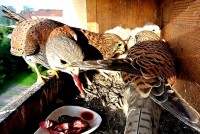 /album/a7-6-2013/basta-jpg/