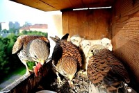 /album/a7-6-2013/dobroty-jpg/