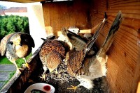 /album/a7-6-2013/rodinka-jpg/