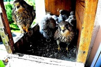 /album/a8-6-2013/zada-jpg1/