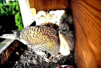 /album/a8-6-2013/basta-jpg3/