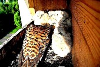 /album/a8-6-2013/krmeni-jpg3/