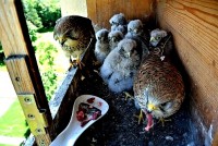 /album/a11-6-2013/rosteme-jpg/