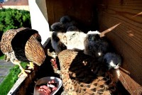 /album/a12-6-2013/krmeni-jpg5/