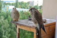 /album/a14-6-2013/parecek-jpg/