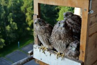 /album/a18-6-2013/dsc-2490-jpg/