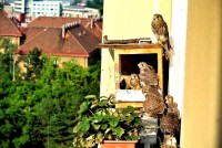 /album/a20-6-2013/venku-jpg/