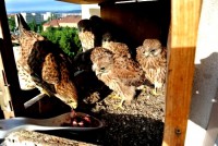 /album/a21-6-2013/masooo-jpg/