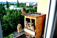 /album/a21-6-2013/poletim-jpg1/