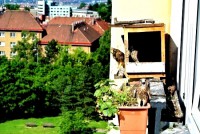 /album/a24-6-2013/vyhlidka-jpg/