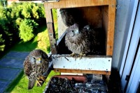 /album/a24-6-2013/dsc-2553-jpg/