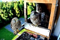 /album/a24-6-2013/dsc-2557-jpg/