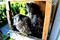 /album/a24-6-2013/dsc-2560-jpg/