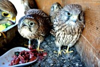 /album/a24-6-2013/dsc-2561-jpg/