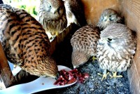 /album/a24-6-2013/dsc-2566-jpg/