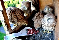 /album/a24-6-2013/dsc-2567-jpg/